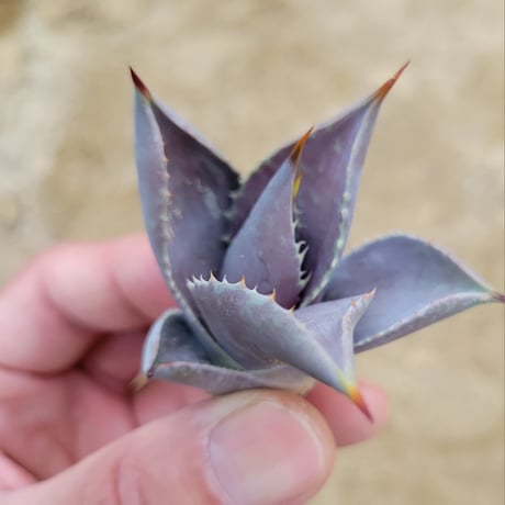 MANGAVE BLOOD SPOT × MACROACANTHA