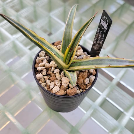 AGAVE LECHUGUILLA VARIEGATA