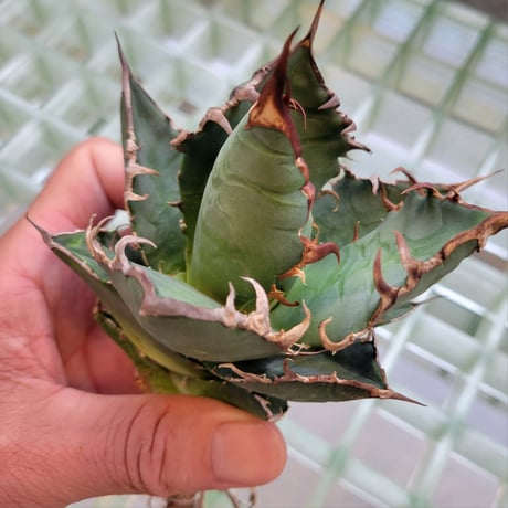 AGAVE FO-076 BIG SPINE