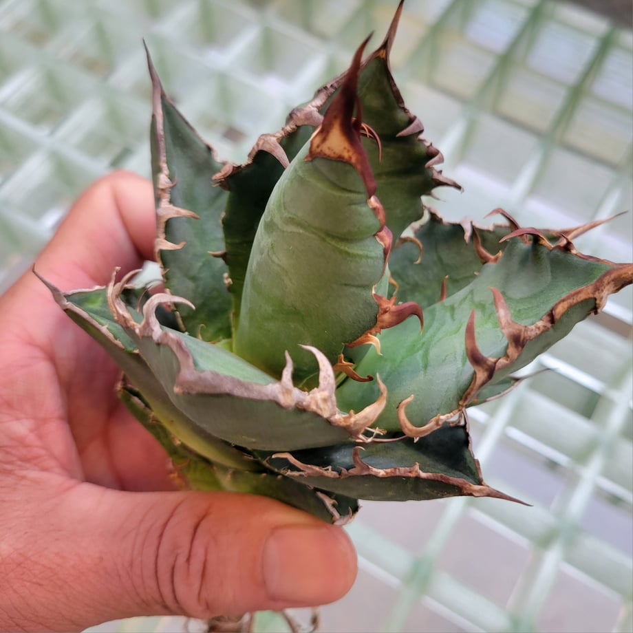 689efff2b776cf3a349e05dc