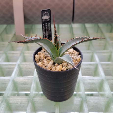 AGAVE KERCHOVEI(SP.)×UTAHENSIS NEVADENSIS【カトーエンゲーハイブリッド】