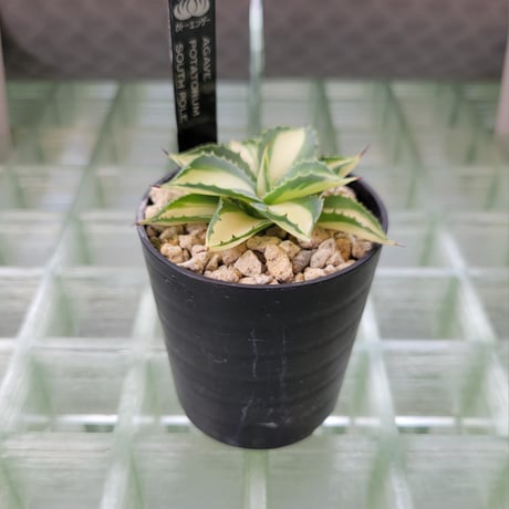 AGAVE POTATORUM SOUTH POLE
