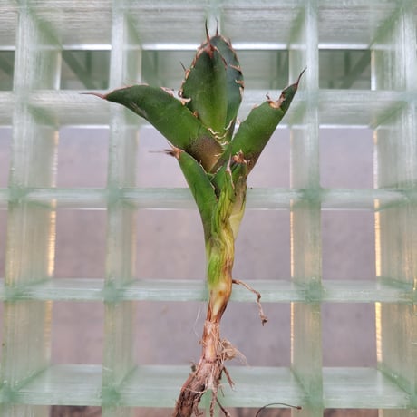 AGAVE FO-076 BIG SPINE