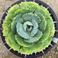 AGAVE ISTHMENSIS ダルマ葉①