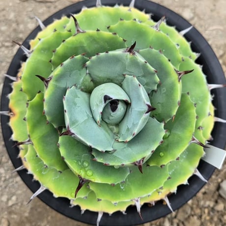 AGAVE ISTHMENSIS ダルマ葉①