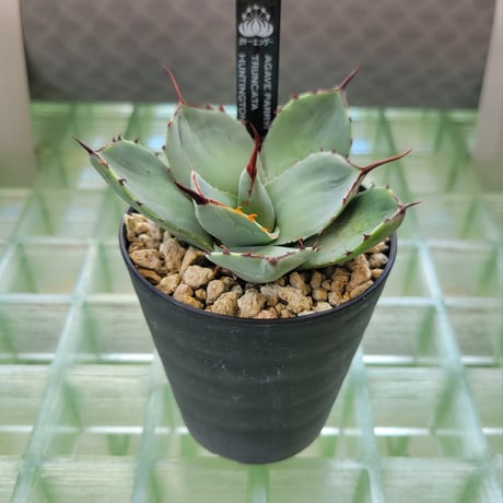 AGAVE PARRYI TRUNCATA HUNTINGTON