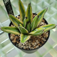 AGAVE VICTORIAE-REGINAE 笹の雪 フランスアイボリー