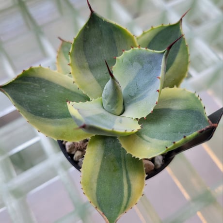 AGAVE POTATORUM 雷神季節冴え覆輪