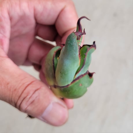 AGAVE SHAWII VARIEGATA