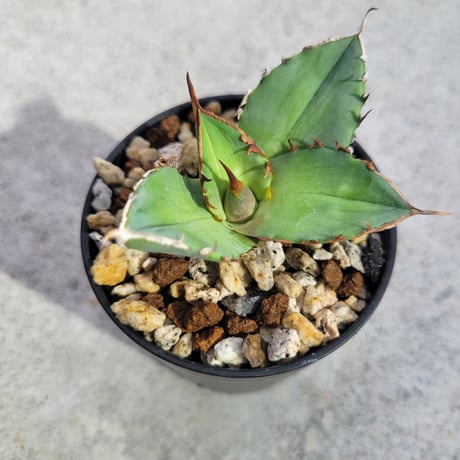 AGAVE FO-076 TRICERATOPS