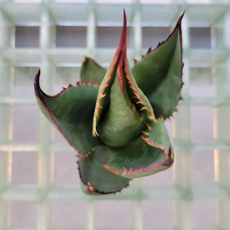 AGAVE SHAWII➁