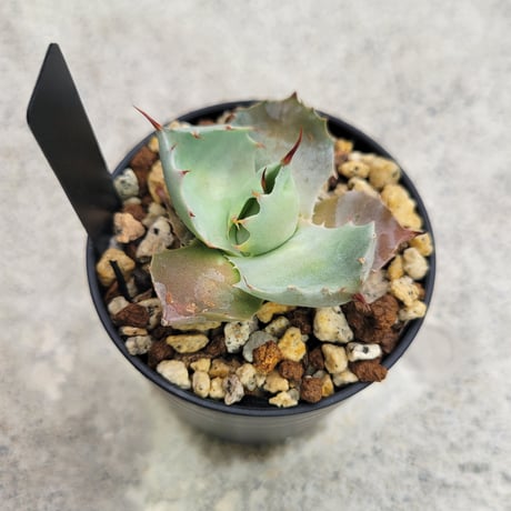AGAVE ISTHMENSIS INLAND FORM①