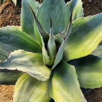 AGAVE OVATIFOLIA VARIEGATA凸凹
