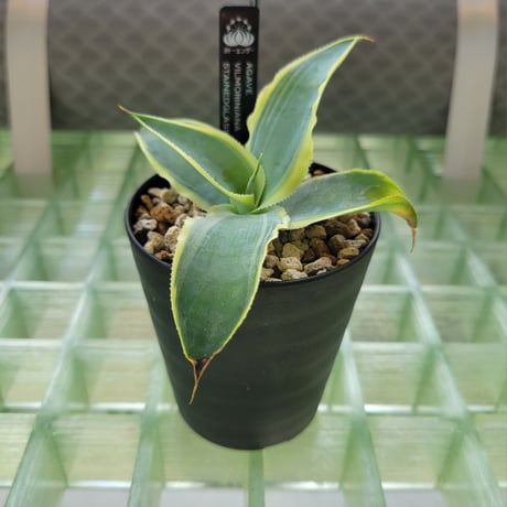 AGAVE VILMORINIANA STAINEDGLASS