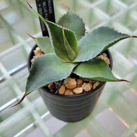 AGAVE BFI(BLUE FLAME×ISTHMENSIS)