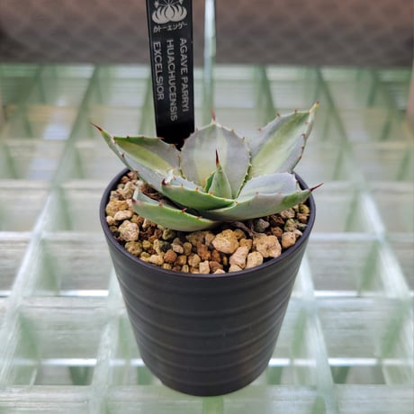 AGAVE PARRYI HUACHUCENSIS EXCELSIOR