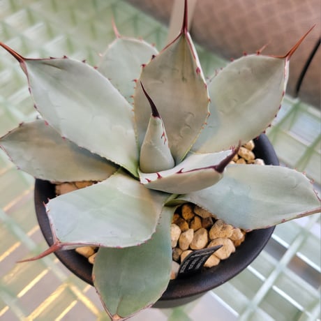 AGAVE PARRYI TRUNCATA HUNTINGTON