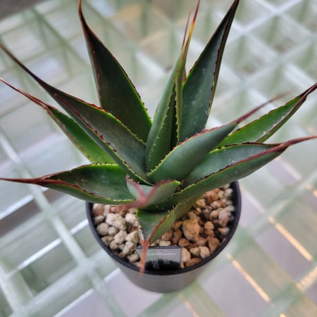 AGAVE GREEN GLOW