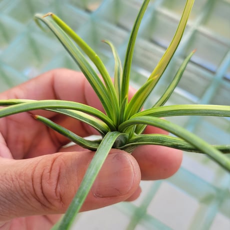AGAVE 吹上錦