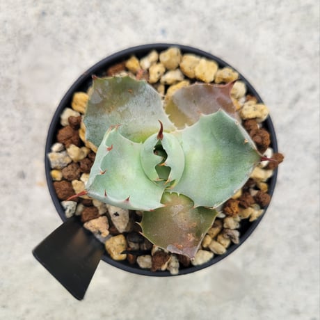 AGAVE ISTHMENSIS INLAND FORM①