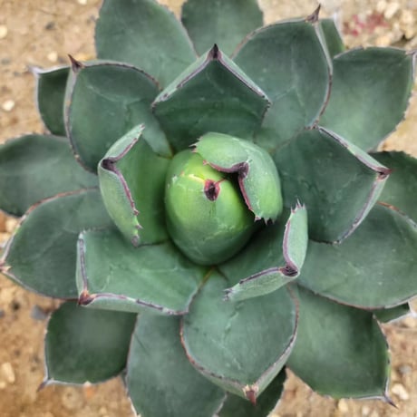 AGAVE ISTHMENSIS × VICTORIAE-REGINAE