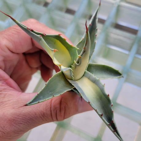 AGAVE OVATIFOLIA AWAKENING ANGEL
