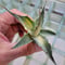 AGAVE OVATIFOLIA AWAKENING ANGEL