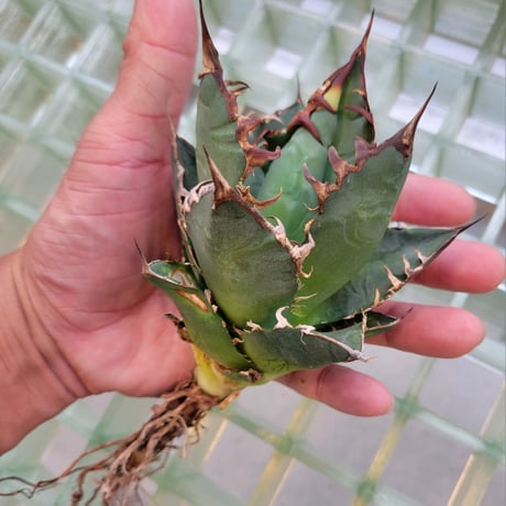 AGAVE FO-076 BIG SPINE