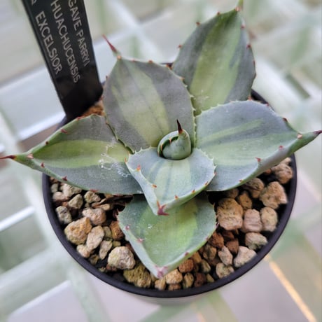 AGAVE PARRYI HUACHUCENSIS EXCELSIOR