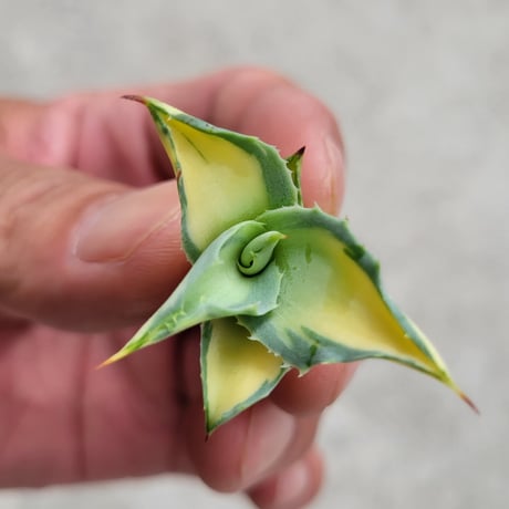 AGAVE OVATIFOLIA AWAKENING ANGEL