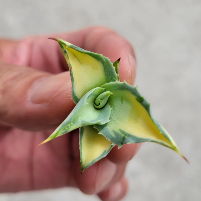AGAVE OVATIFOLIA AWAKENING ANGEL | カトーエンゲー東京