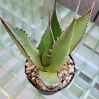 AGAVE SHAWII