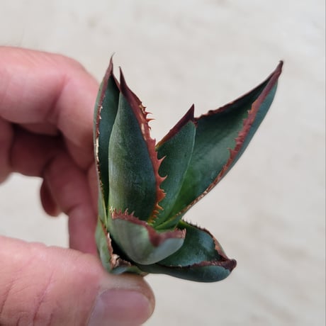 AGAVE GHIESBREGHTII MEDIOPICTA ZTF