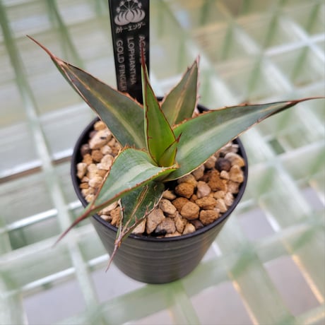 AGAVE LOPHANTHA GOLD FINGER