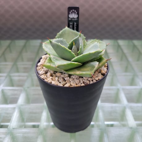AGAVE 王妃雷神白覆輪