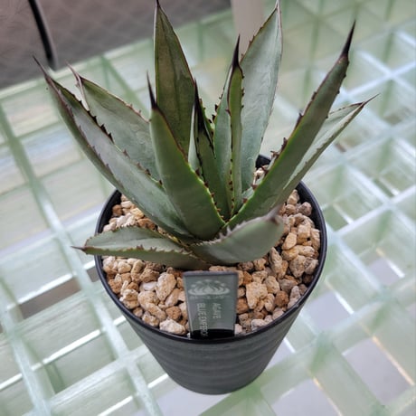AGAVE BLUE EMPEROR