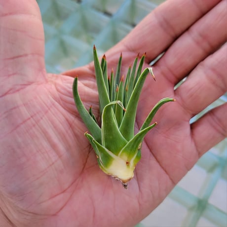 AGAVE 姫吹上白覆輪