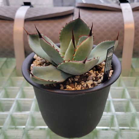 AGAVE PARRYI TRUNCATA CUP LEAF