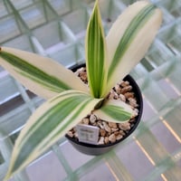 AGAVE DESMETTIANA 雪月花