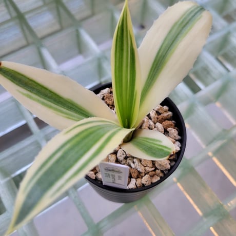 AGAVE DESMETTIANA 雪月花