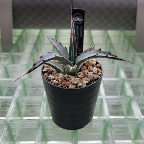 AGAVE UTAHENSIS NEVADENSIS×KERCHOVEI(SP.) 【カトーエンゲーハイブリッド】