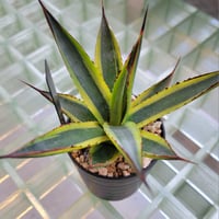 AGAVE SUN GLOW