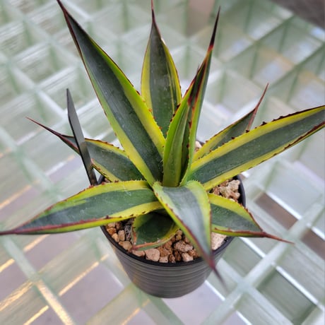 AGAVE SUN GLOW