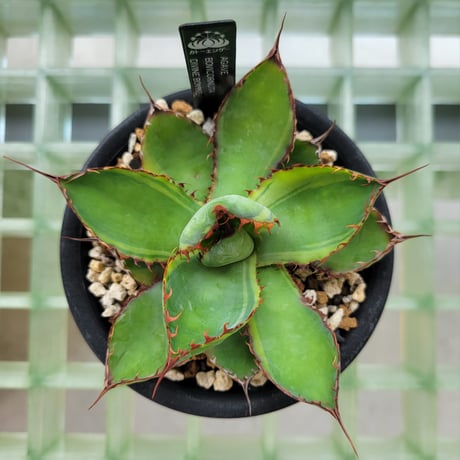 AGAVE BOVICORNUTA DIVINE BOVINE