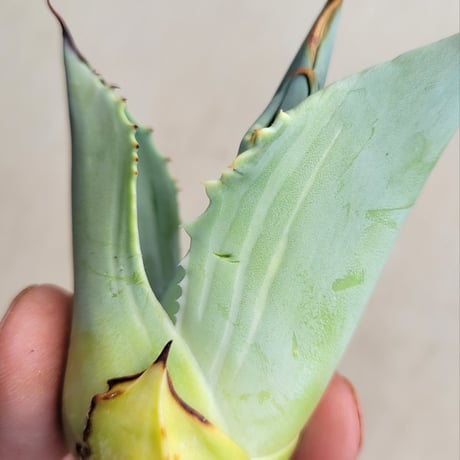 AGAVE OVATIFOLIA VARIEGATA凸凹