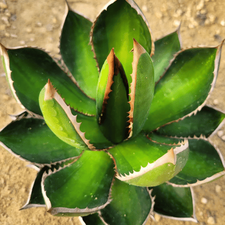 AGAVE GHIESBREGHTII MEDIOPICTA ZTF