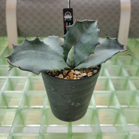 AGAVE SALMIANA FEROX VARIEGATA