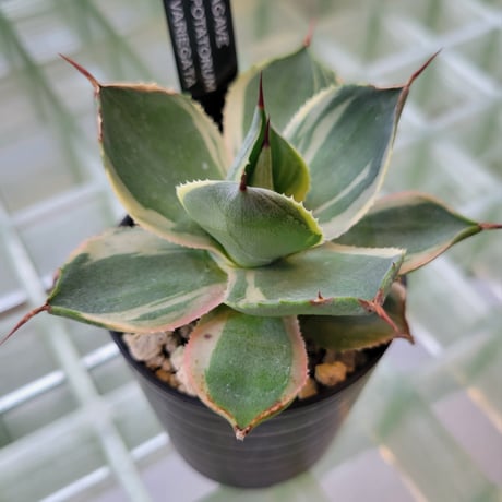 AGAVE POTATORUM VARIEGATA