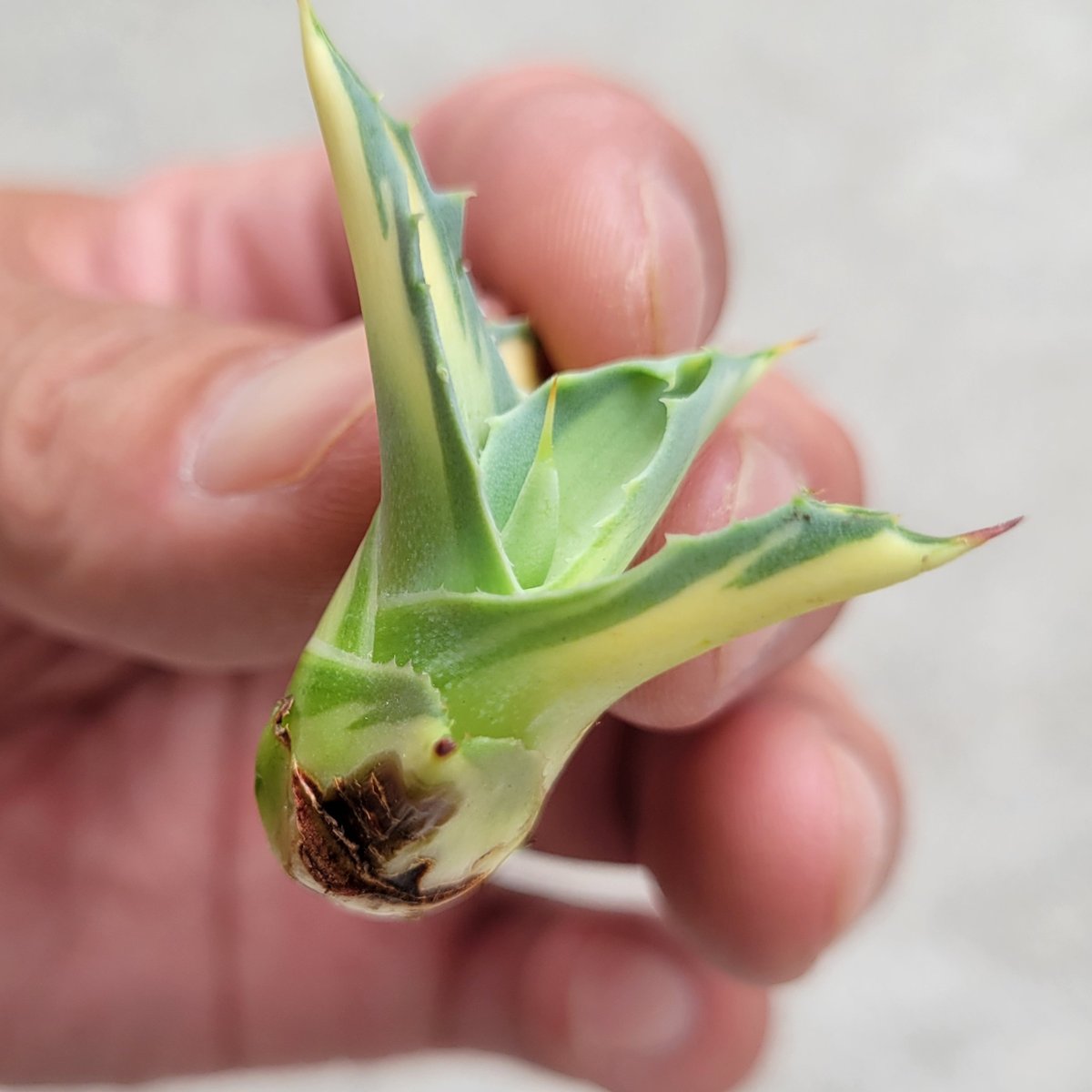 AGAVE OVATIFOLIA AWAKENING ANGEL | カトーエンゲー東京