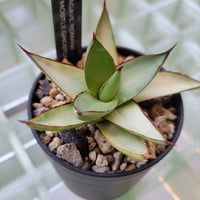 AGAVE ROMANII MOSTLY GHOSTLY